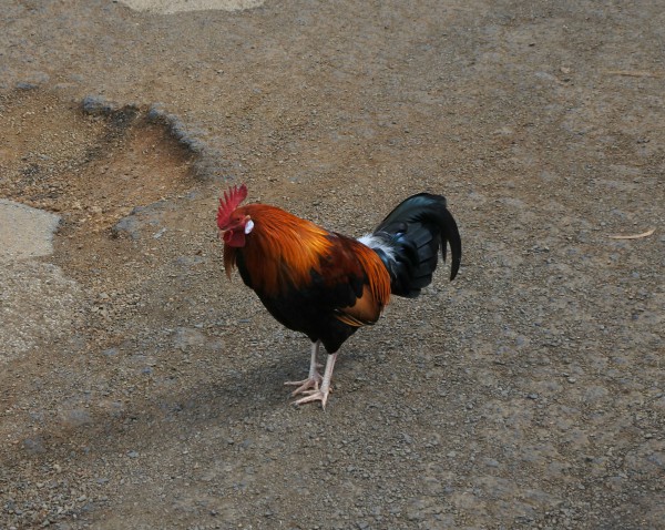 En väldigt vanlig syn på Kauai, de saknar helt naturliga fiender där.