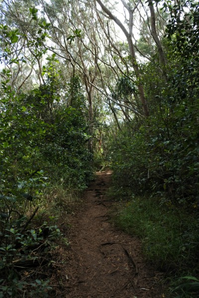 Början av Waipoo trail
