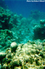 Underwater Pic 3