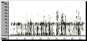 Purring cheetah spectrogram