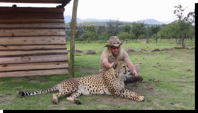 Robert Eklund records purring cheetah Caine