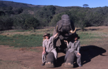 Posing with an elephant at Addo National Park