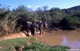 Elephants drinking at a waterhole at Addo National Park