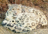 Alcu and Bagira, snow leopards