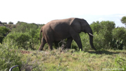Amakhala Elephant 1