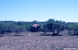 Amakhala Elephant 2
