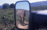 Amakhala elephant in rear-view mirror