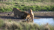 Amakhala Lions At Waterhole 2