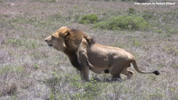 Amakhala Male Lion Mfasa 1