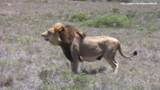 Amakhala Male Lion Mfasa 2