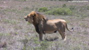 Amakhala Male Lion Mfasa 3