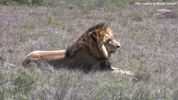 Amakhala Male Lion Mfasa 5