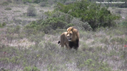 Amakhala Male Lion Mfasa 6