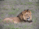 Amakhala Male Lion Mfasa 7
