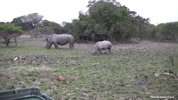 Amakhala White Rhinocerus 01