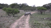 Amakhala White Rhinocerus 03