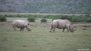 Amakhala White Rhinocerus 05