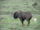 Wildebeest 1