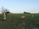 Antelope Park, Zimbabwe, Lion Walk 01