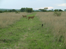 Antelope Park, Zimbabwe, Lion Walk 08