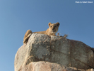 Antelope Park, Zimbabwe, Lioness