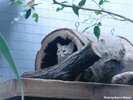 Berlin Zoo Rusty-Spotted Cat 2