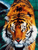 Roque (tiger), courtesy of the Born Free Foundation