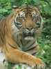 Roque (tiger), courtesy of the Born Free Foundation