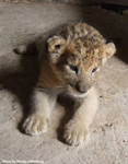 Daniell Cheetah Breeding Lion Cub 1