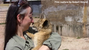 Daniell Cheetah Breeding Lion Cub and Miriam Oldenburg 3