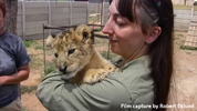 Daniell Cheetah Breeding Lion Cub and Miriam Oldenburg 4