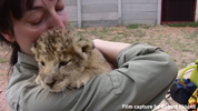 Daniell Cheetah Breeding Lion Cub and Miriam Oldenburg 5