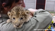 Daniell Cheetah Breeding Lion Cub and Miriam Oldenburg 6