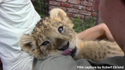 Daniell Cheetah Breeding Lion Cub and Miriam Oldenburg 7