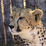 Daniell Cheetah Breeding Cheetah Ola 2