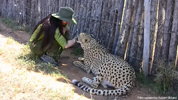 Daniell Cheetah Breeding Cheetah Ola and Miriam Oldenburg l