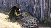 Daniell Cheetah Breeding Cheetah Ola and Miriam Oldenburg 2