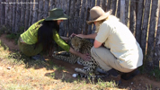 Daniell Cheetah Breeding Cheetah Ola, Miriam Oldenburg and Robert Eklund 3