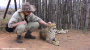 Daniell Cheetah Breeding Cheetah Ola and Robert Eklund l