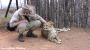 Daniell Cheetah Breeding Cheetah Ola and Robert Eklund 2