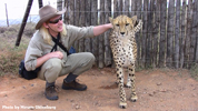 Daniell Cheetah Breeding Cheetah Ola and Robert Eklund 3