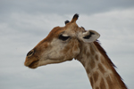 Etosha Giraffe 2