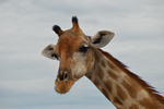 Etosha Giraffe 3