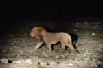 Etosha Lion Night Drive 1