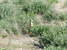 Etosha Yellow Mongoose