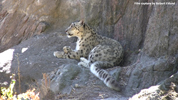 Kolmåden Snow Leopards 02