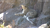Kolmåden Snow Leopards 05