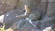 Kolmåden Snow Leopards 06