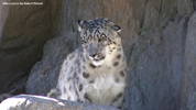 Kolmåden Snow Leopards 07