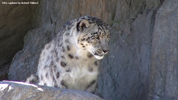 Kolmåden Snow Leopards 08